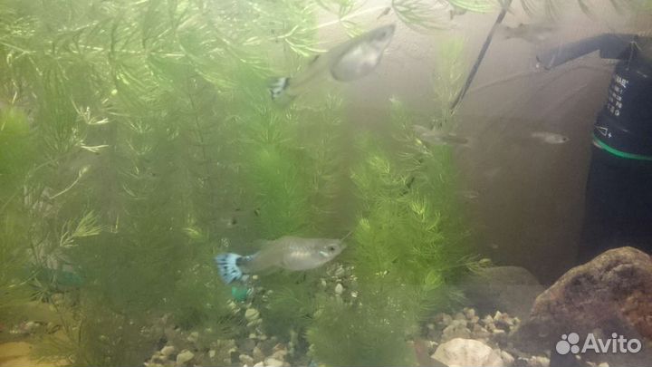 Улитки растения гуппи креветки