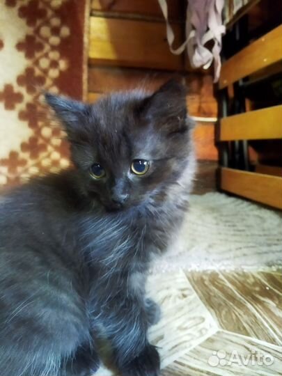 Кошечка в добрые руки