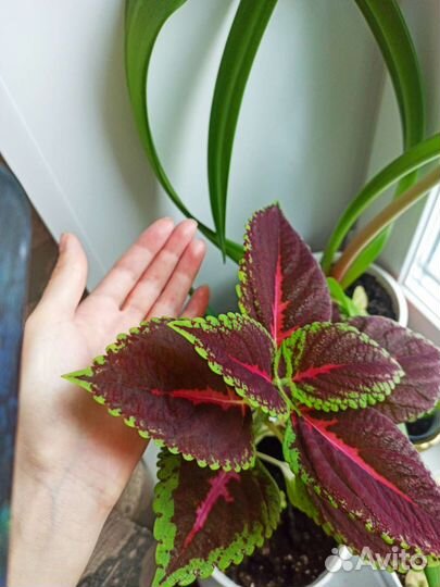 Комнатные цветы, растения разные