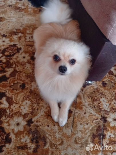 Померанский шпиц вязка