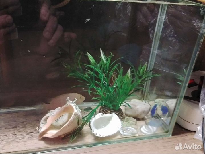 Аквариум с рыбкой