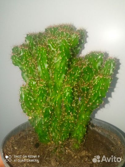 Кактусы, флоририумы, сансевиерия, толстянка