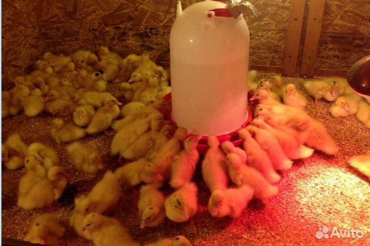 Утята.гусята