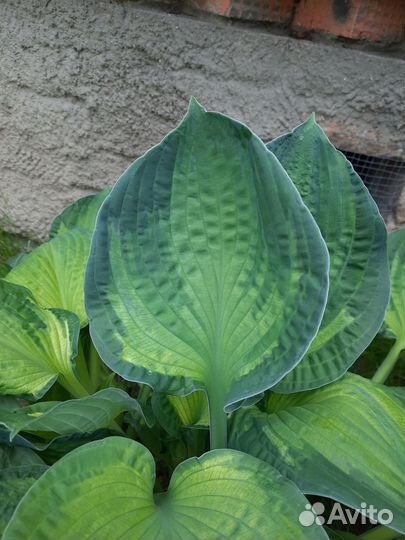 Хоста сортовая