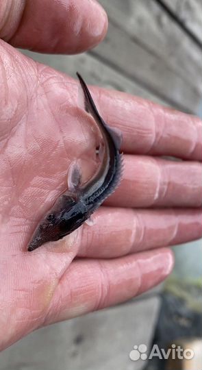 Молодь Форели. Карп кои. Вуалевый карп кои