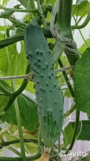 Огурцы свежие сорта Ухажер