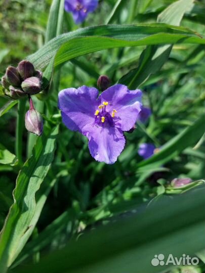 Многолетнее растение Традесканция