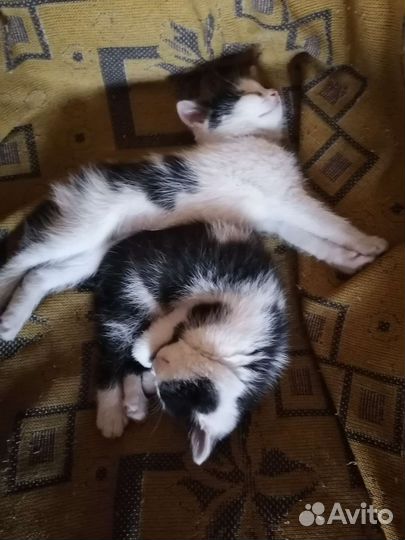 Отдам бесплатно