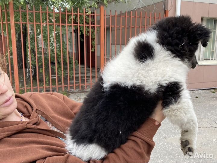 Метис бордер колли