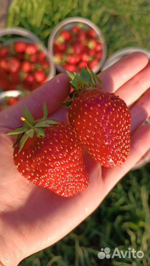 Продаю рассаду клубники, цветов