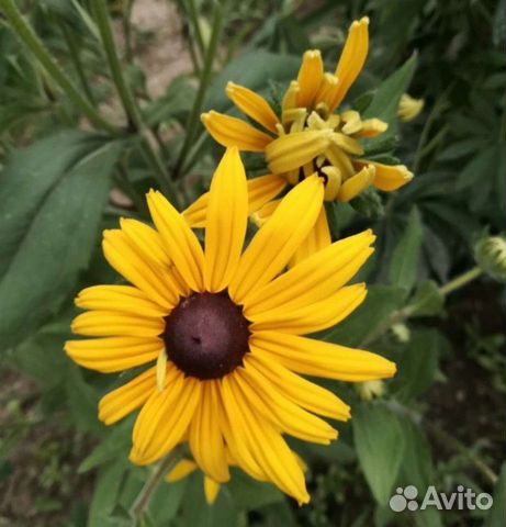 Многолетние садовые цветы