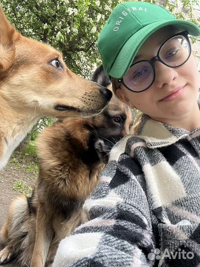 Выгул собак, зооняня, передержка, дрессировка