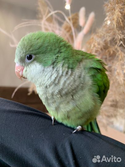 Ручной Амазон