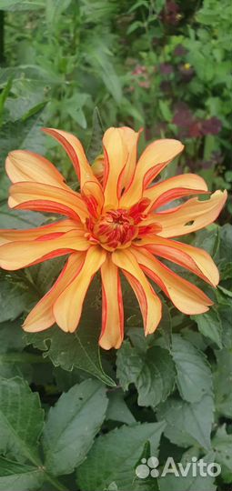 Георгины в ассортименте