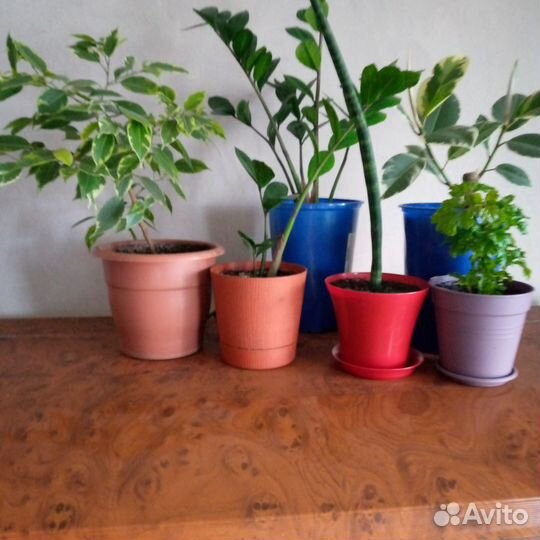 Фикус бенджамина пестролистный