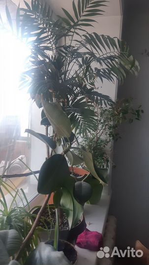 Комнатные растения цветы