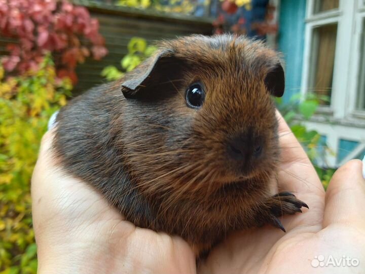 Морские свинки, девочки