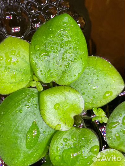 Растение для аквариума - Лимнобиум