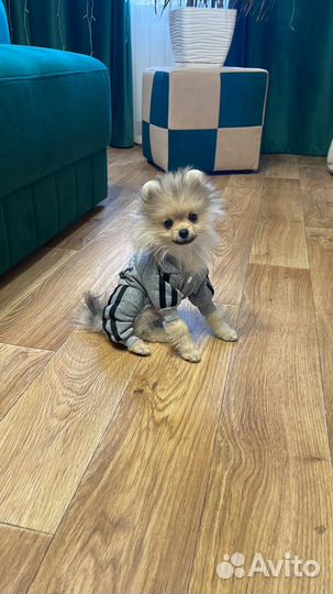 Комбинезон-толстовка для собаки