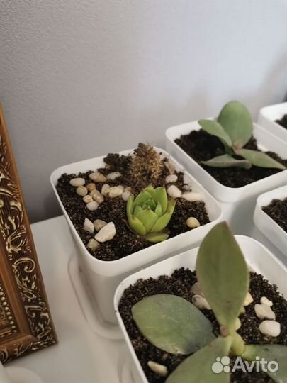 Суккуленты и денежное дерево(толстянка)