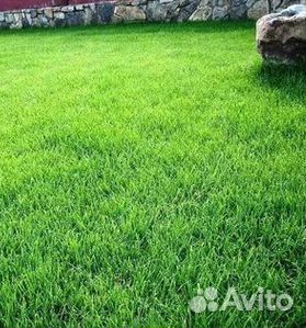 Газон от производителя