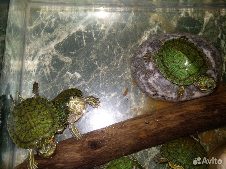 Красноухая черепашка * черепаха