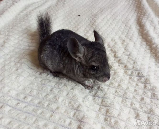 Шиншилла мальчик 4мес