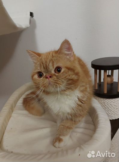 Экзот солнышко Том