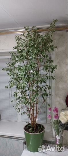 Комнатные растения цветы большие