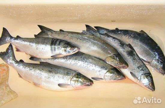 Кета свежемороженая