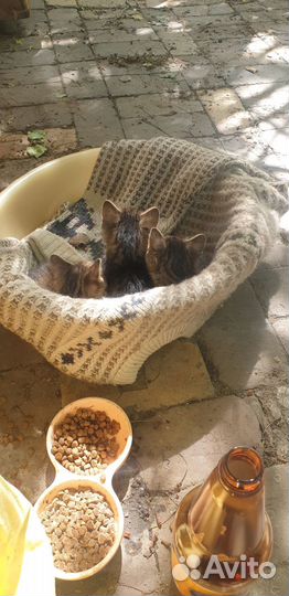 Отдам в добрые руки