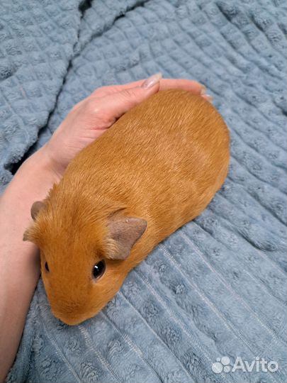 Морская свинка самка