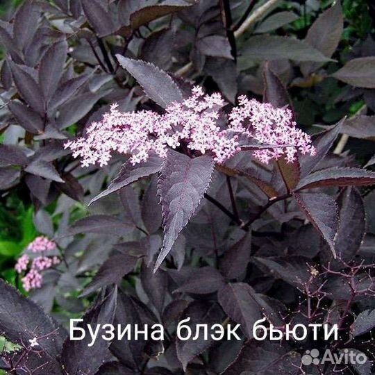 Декоративные кустарники #1