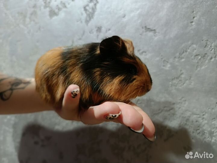 Морская свинка