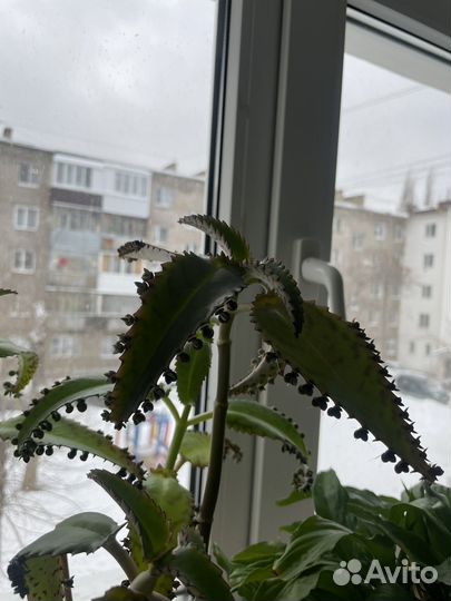 Толстянка, каланхое и алое вера