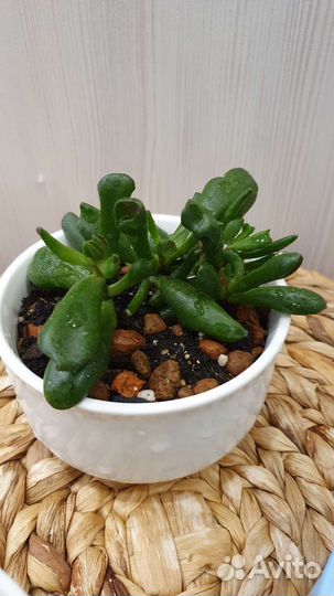 Суккуленты