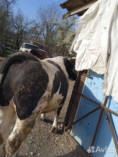 Продажа крс лошадей закупаем быков коров