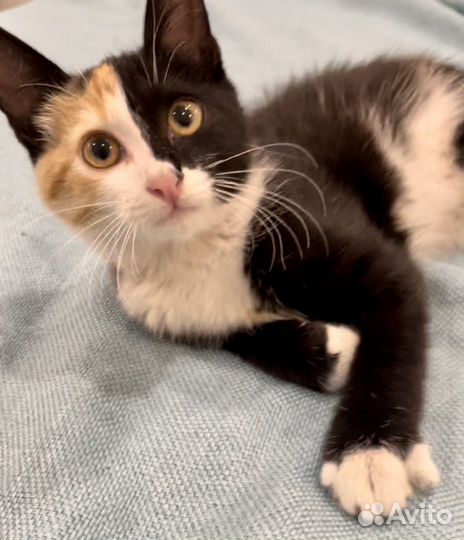 Кошка в дар