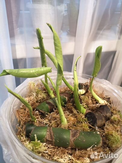 Монстера, диффенбахия