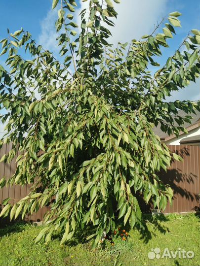 Черешня дерево