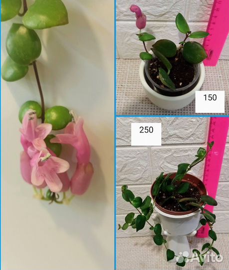 Эсхинантусы, кодонанта