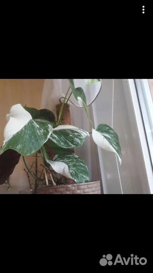 Монстера Альба