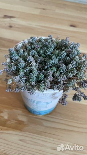 Очиток густолистый (Sedum Dasyphyllum) Седум Дасиф