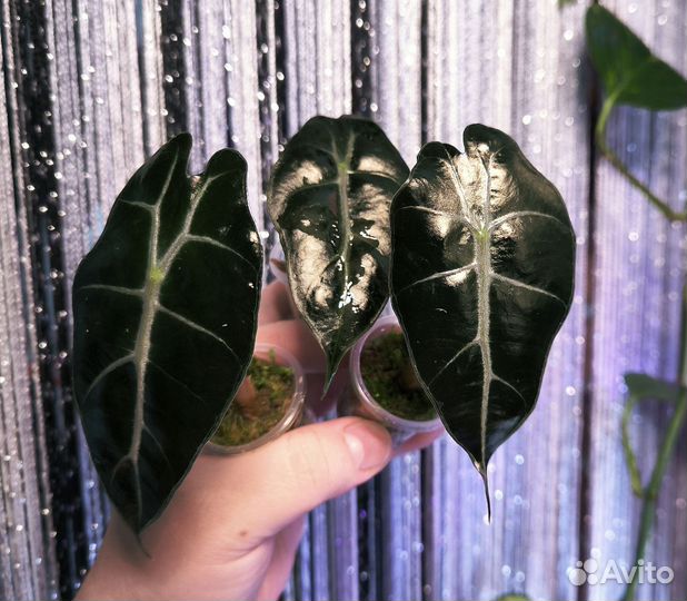 Алоказия полли