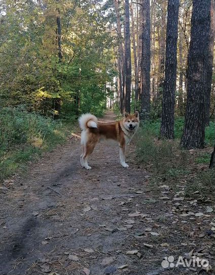 Акита вязка