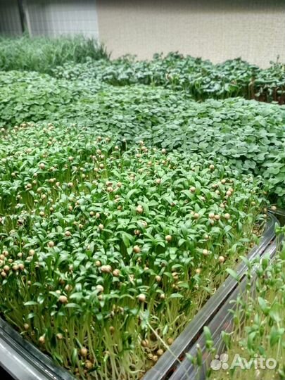Микрозелень готовая и на заказ