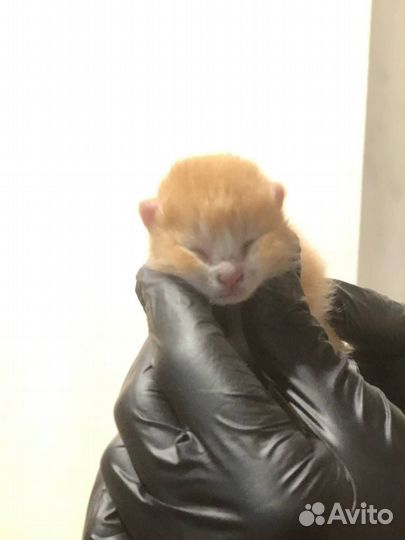 Отдаем котят