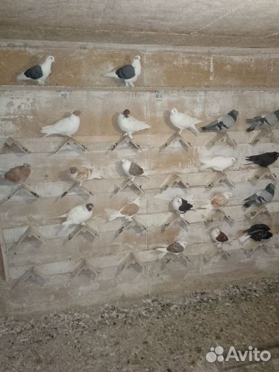 Продажа голубей