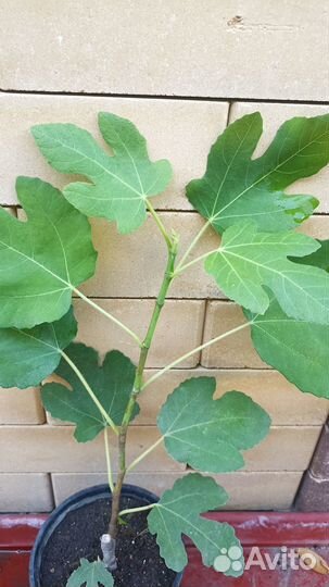 Буддлея вариегатная, снежноягодник вариегатный