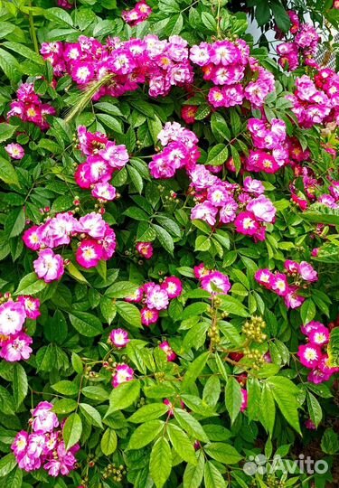 Вьющиеся розы